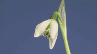 Galanthus Hill Poe flower opening time lapse [upl. by Erika865]