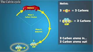 Photosynthesis The Calvin Cycle [upl. by Goldina]