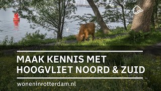 Maak kennis met de Rotterdamse wijken Hoogvliet Noord en Zuid [upl. by Lewison]