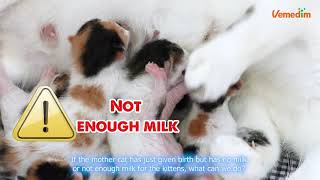 KITTEN GROW  High Quality Milk Replacer For Kitten Vemedim [upl. by Attelrac]