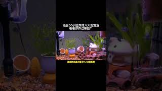 适合50小缸养的六大观赏鱼，上！看看你养过哪些？观赏鱼 养鱼日记 迷你鹦鹉鱼繁殖 [upl. by Marcel]