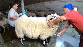 MASSIVE OVERGROWN SHEEP  Satisfying Shearing [upl. by Gnni]