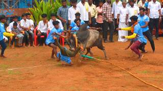 அலங்கை போட்டோகிராபி நண்பர்கள் ராஜாக்கள்பட்டி வடமஞ்சுவிரட்டில் Alangai Photography [upl. by Akcimehs915]