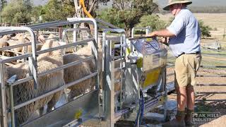 Drenching in the Immobilizer Sheep Handler [upl. by Firestone215]