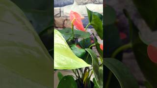 Anthurium💚 [upl. by Sana]