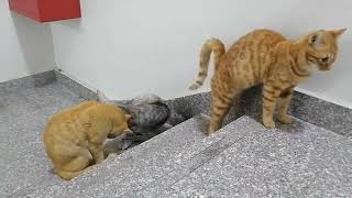 best cat funny video indoor cats cat cats viral shortsfeed [upl. by Vikki]