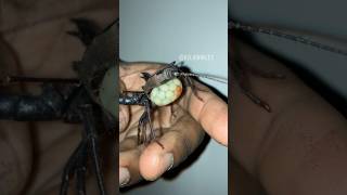 My Vinegaroon and her egg sac vinegaroonspider buginsectsarachnidtarantulaentomologyfyp [upl. by Ydderf]