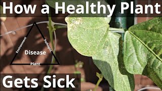 How a Healthy Plant Gets Sick [upl. by Atineb91]