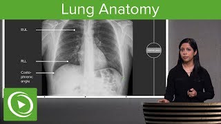 Lung Anatomy – Radiology  Lecturio [upl. by Acissj]