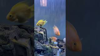 Parrot fish🐠 parrotfish parrotfishcare parrotfishtank fish fishtank ytshorts shorts virial [upl. by Supat]