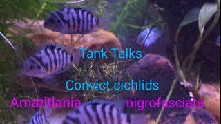 Tank Talks Blue Convict Cichlids Amatitlania nigrofasciata [upl. by Ibot]