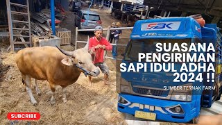 PENGIRIMAN SAPI QURBAN 2024 SEBANYAK 1000 EKOR ‼️  SUMBER TERNAK FARM [upl. by Soble134]