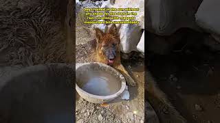 Dog chained in the sun without any shade for five days in the rain straydog viralvideo [upl. by Nnairol]