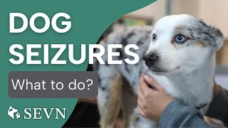 What to Do When Your Dog Has a Seizure [upl. by Wilscam635]