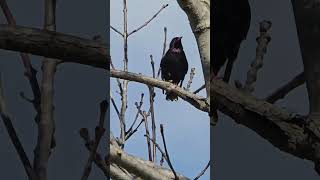 The Starling bird Australia [upl. by Dewie]