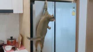 Cat Falls Off of Fridge [upl. by Stedmann81]