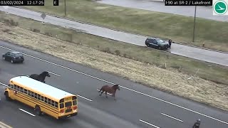 馬2頭が高速道路を疾走、警察騎馬隊の厩舎から逃げ出す 米オハイオ州 [upl. by Ecneitap]