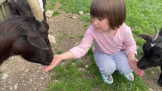 Pygmy Goat The Playful Charm of a Miniature Marvel PygmyGoat CuteAnimals FarmLife Goat [upl. by Ball]