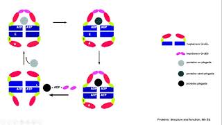 Chaperonas HSP70 y HSP60 [upl. by Madelyn]