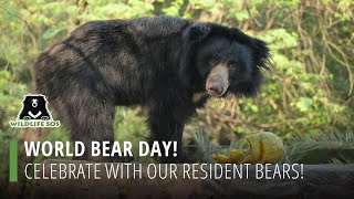 World Bear Day Celebrate With Our Resident Bears [upl. by Tsan]