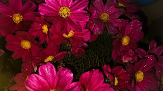 Glittering Rainsoaked Cosmos Flower Garden A Cinematic Journey into Natures Elegance [upl. by Eniluap]