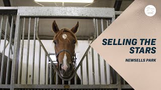 How to make millions selling horses  stars of the future at Newsells Park [upl. by Aiyt]