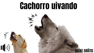 Som para cachorro uivar  cachorro uivando [upl. by Purvis]