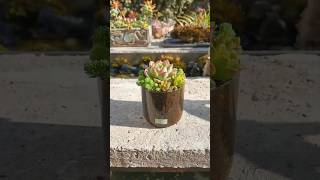 Empty bottle 🍾 into plants pot planter garden homedecor [upl. by Ahsiryt]