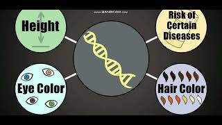 Biology with subtitle through AMOEBA SISTERS  DNA Chromosomes Genes and Traits [upl. by Atsylac]