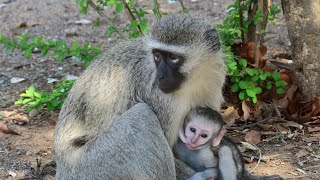 Vervet Monkey Alarm Call [upl. by Adnalor871]