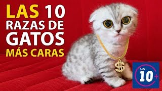 Las 10 razas de gatos mas caras [upl. by Lytton816]