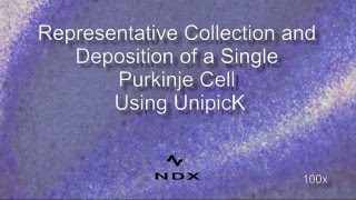 Representative Collection and Deposition of a Single Purkinje Cell Using UnipicKTM [upl. by Cynthie]