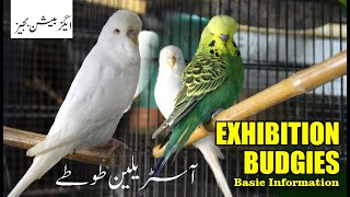 Beautiful Exhibition Budgies  Budgies Care [upl. by Vetter]