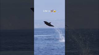 Nothing beats a dolphin show in the wild dolphin wildlife [upl. by Jud]