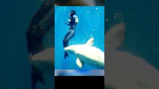 Heroic Beluga Whale That Saved A Divers Life [upl. by Hasan189]