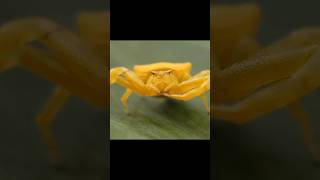 Thomisidae🐥🕷️ [upl. by Llerrod]