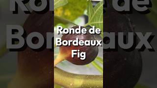 Ronde de Bordeaux Fig [upl. by Gun]