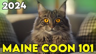 MAINE COON 101 Learn EVERYTHING In ONLY 10 Minutes [upl. by Dawes]