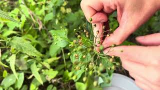 How to harvest Figwort Scrophularia seeds [upl. by Iahc215]