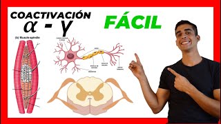 🧠​ Coactivación ALFA Y GAMMA ​✅​ FÁCIL EXPLICACION Motoneurona a y g [upl. by Trevor766]