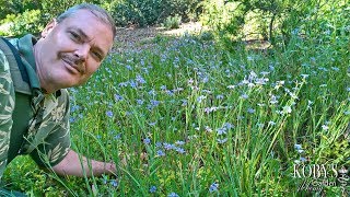 Sisyrinchium bellum Blueeyed Grass with the prettiest wink ever N Amer West coast variety [upl. by Namaan]