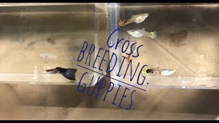 Breeding Guppies Cross Breeding [upl. by Ardnaeel]