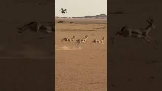 غزال الريم 2024  Gazella marica  الغزال العربي [upl. by Gwenneth]