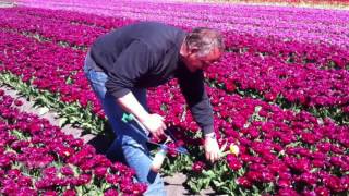 Holland Tulips  Tulpen [upl. by Emmeram724]