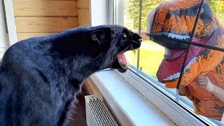 Luna the panthers reaction to a dinosaur 😳😁🐆🦖ENG SUB [upl. by Renruojos671]