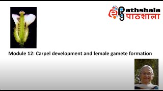 Module 12 Carpel Development and Female Gamete formation EPGPathshala [upl. by Defant]