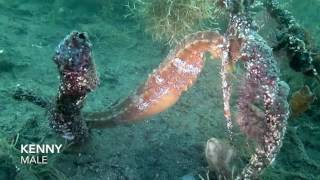 Seahorses in Alamitos Bay [upl. by Matuag]