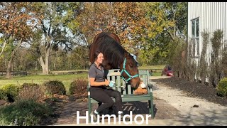 Humidor  Pasture Potato Adoptable Thoroughbred Gelding New Vocations [upl. by Elyse87]