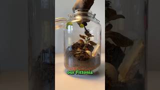 Day 3 of creating a terrarium plants terrarium ecosystem gardening [upl. by Paule]