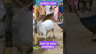 sohrai geet Aam ge ADIM KHERWAL [upl. by Amilas]